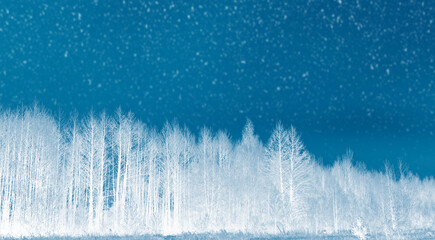  Frozen winter forest with snow covered trees.