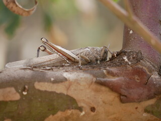 Macrophotograph of a large grey migratory locust Locusta migratoria on a branch of eucalyptus on a Sunny summer day. Agricultural pests of the family erectus in their natural habitat.
