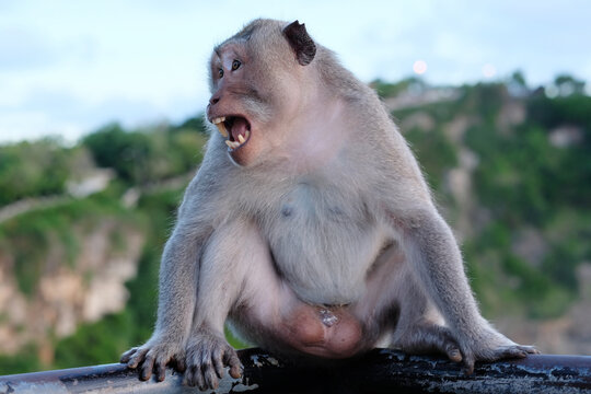 Screaming monkey against a forest background in Ubud-Bali Indonesia-animal background