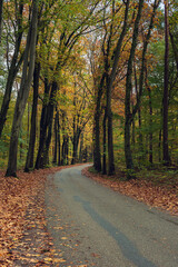 Fototapeta premium Road in colorful autumn forest.