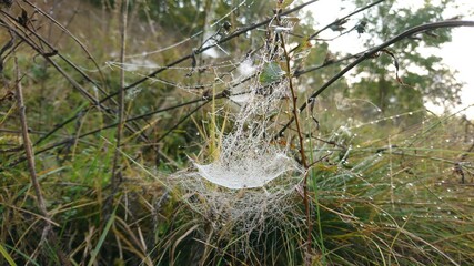 morning dew on a spider web