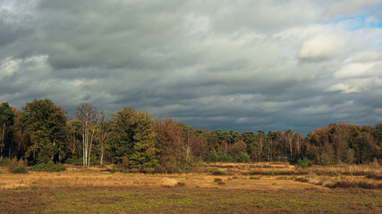 Rural landscape with bushes, pine trees and birches under cloudy sky during fall.