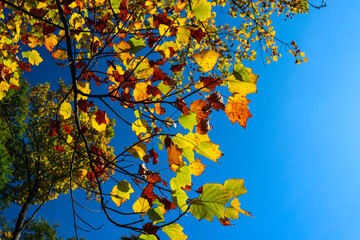 紅葉 秋 葉っぱ 空