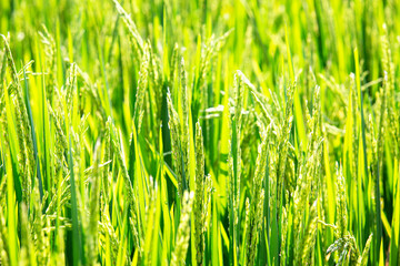 Close up of green rice grains in a paddy at Jatiluwih, Bali, Indonesia