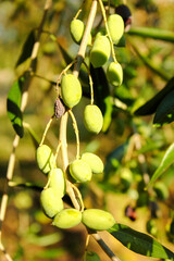 Mediteranean green and black olive trees farm. Olive branch with ripe fresh olives ready for...