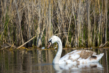 A young mute swan floating in the water, reeds in the background