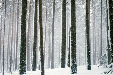 snowfall in the forest