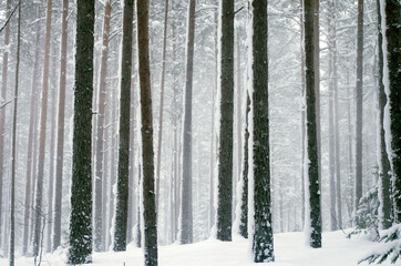 Fototapeta premium snowfall in the forest