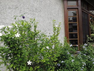 Fototapeta na wymiar the elegant flowers with wooden window are blooming with gray wall design for peaceful lifestyle