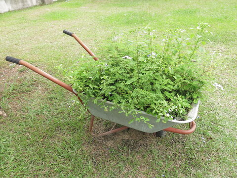 the green plants in the cart in the garden