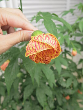 the flower of chinese-lantern is blooming