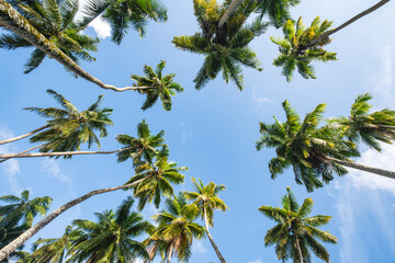 Obraz na płótnie Canvas Palm trees at a coconut tree plantation