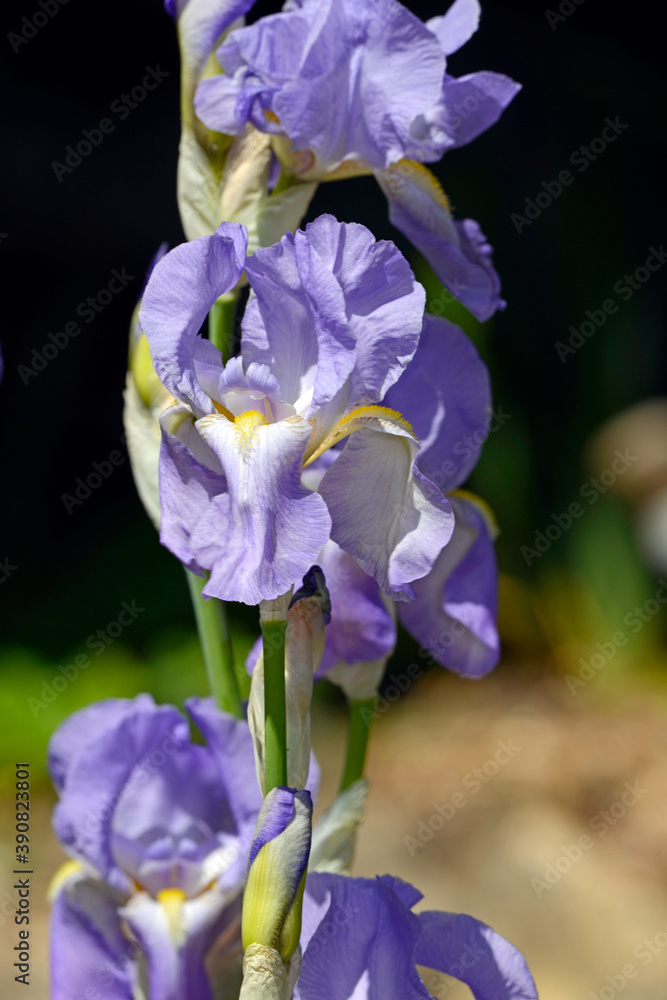 Wall mural Iris / Schwertlilie (Iris)