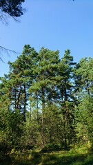 Fototapeta na wymiar pine forest with sky