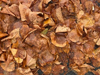 yellow leaves on the ground