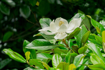 Obraz premium big white Magnolia flower taken close up