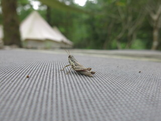 the grasshopper on the sofa and luxury tent design for option concept