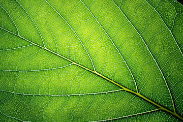 Naklejka na ściany i meble Close up leaf veined macro shot. Background for your design