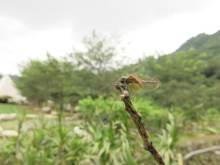 the dragonfly is stay at the plant to take some rest