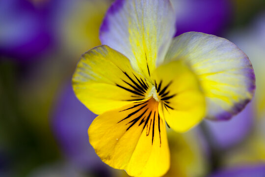 Viola