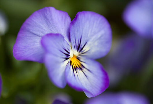 Viola