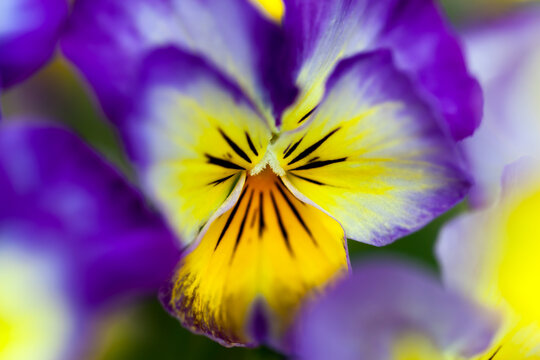 Viola