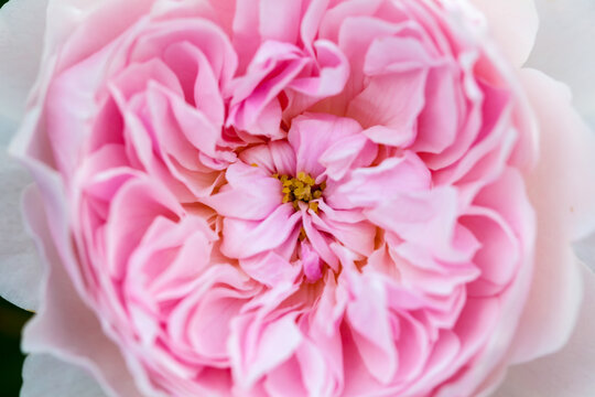 Old English Rose