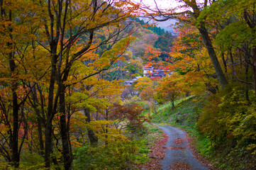 秋の山道