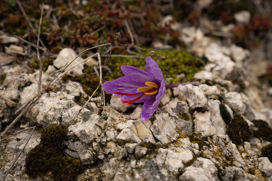 Saffron crocus flower after harvest in Navelli, Abruzzo, Italy