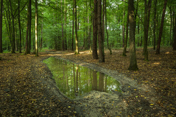 Puddle in the green forest, summer view