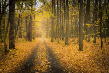 Dirt road through the autumn yellow forest