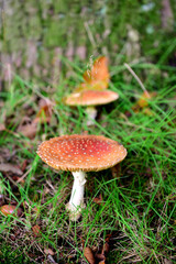 Roter Fliegenpilz im herbst im park von moyland