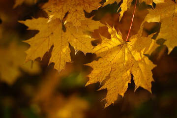 Autumn maple tree golden leaves in sunny forest closeup