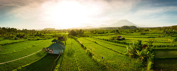 Scenic sunset over rice fields with Gunung Agung vulcano in the background, Bali, Indonesia (high resolution panorama)