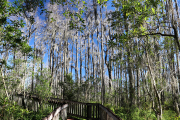 The Forest Boardwalk