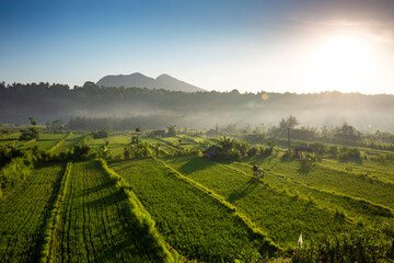 Fototapeta na wymiar Fog clearing during sunrise over green rice fields at Bali, Indonesia