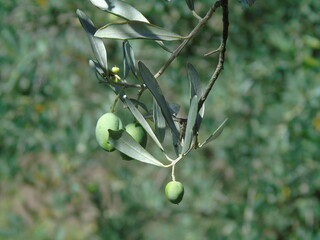 olive twig with green olives
