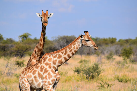 Giraffe im Nationalpark von Etosha-Namibia