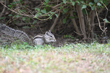 squirrel in the park