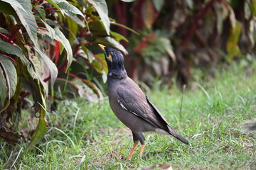 bird on a branch