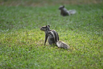 squirrel in the grass