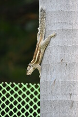 Squirrel on the tree