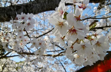 日本の桜