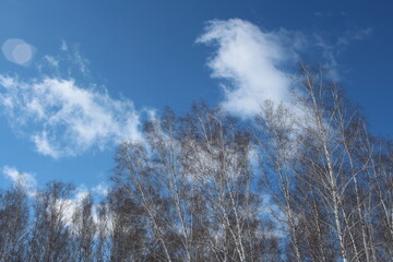 birch trees in the forest with branches silhouettes against the blue sky with clouds