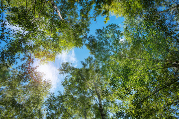 View up through green trees into the blue sky.
