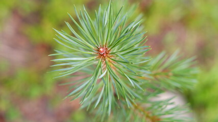 Blurred image out of focus conifer tree background
