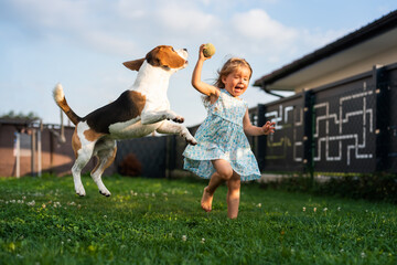 Naklejka na ściany i meble Adorable baby girl runs together with beagle dog in backyard on summer day.