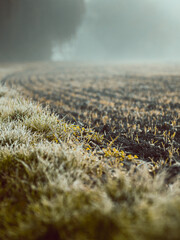 Fields in Fog
