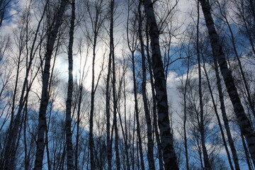 birch trees in the forest with branches silhouettes against the blue sky with clouds