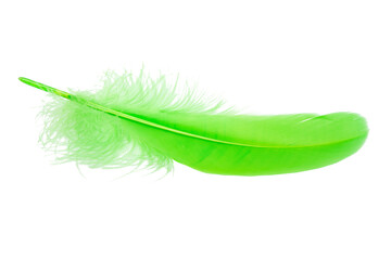 Green fluffy feather isolated on the white